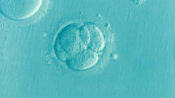 Tranfer di embrioni allo stadio di blastocisti